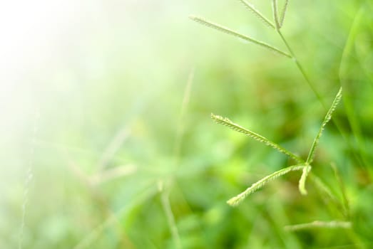 It is a beautiful macro grassland look.