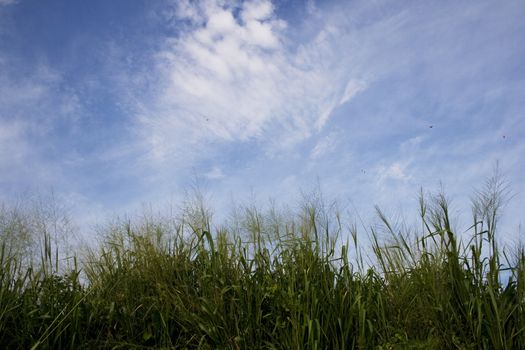 Grass and sky show the beautiful of nature. Can be use as background in Design.