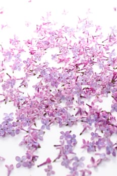 Lilac flower on white background