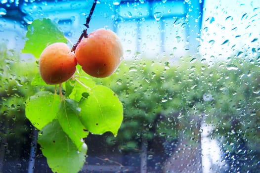 Apricots on wet screen background