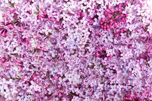 Lilac flower on white background