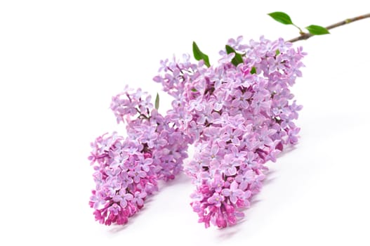 Lilac flower on white background