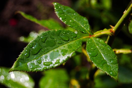 green wet leafs