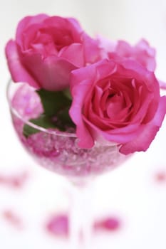 Pink rose inside clear glass, Decorative flower on table.