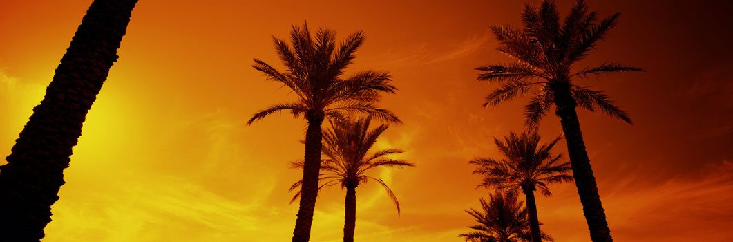 Silhouette of Date Palms, Phoenix, Arizona