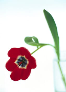 flower in water