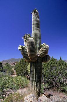 Saguaro in Arizona