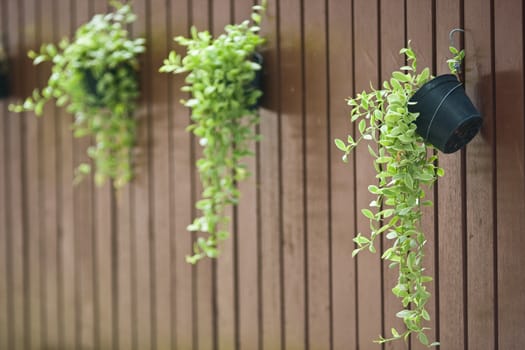 Plant in the pot with wooden wall