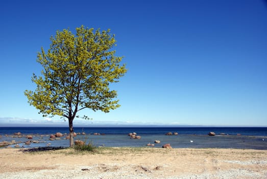 Tree on a background of the sea