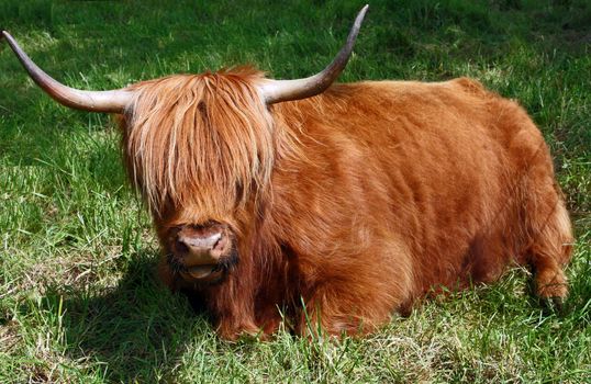 A cow in the highlands of Scotland.
