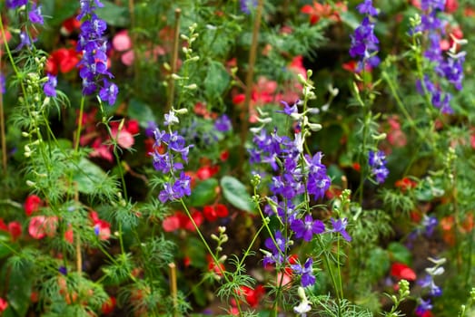 Wild flower plant, Purple and red flower