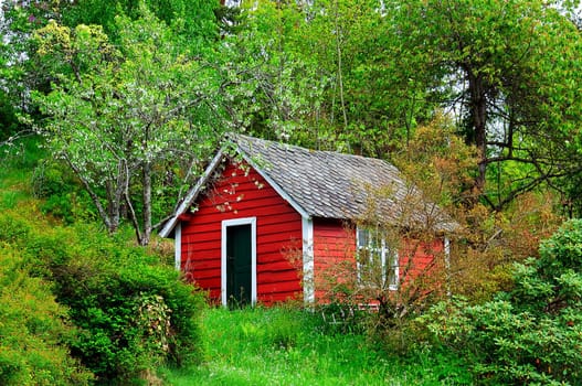 An idyllic red shed surrounded by flowering trees