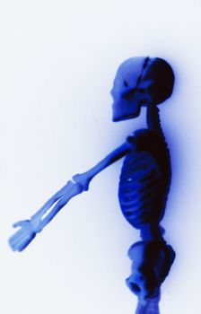 Human Skeleton