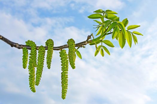 Flowering branch of walnut on the background of cloudy sky