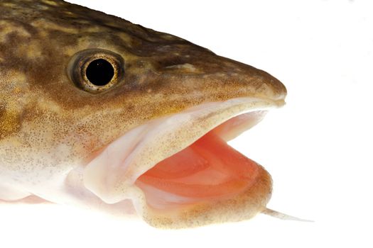 Camouflaged head of freshwater fish burbot (Lota lota) isolated on white