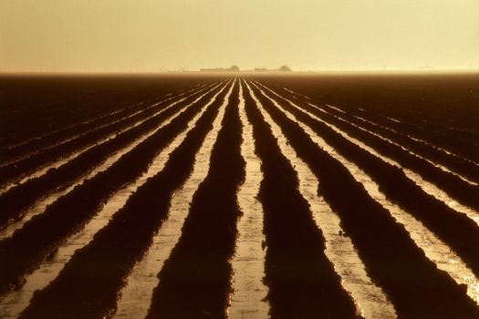 Irrigated Field