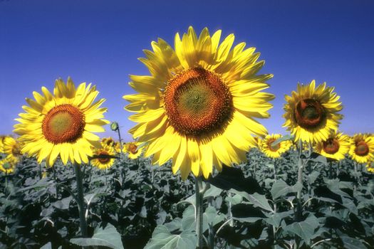 Sunflowers