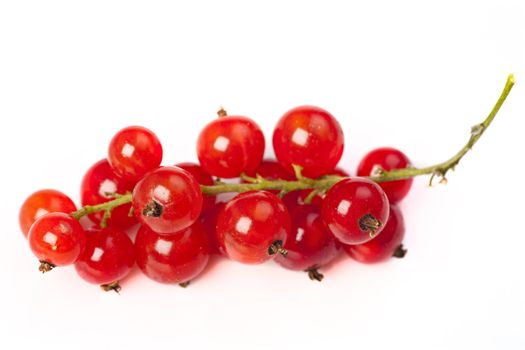 red currant on white background