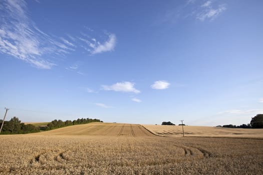 wheat field on a sunny day