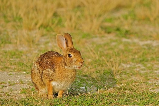 A wild rabbit with ears erect watching for predators.