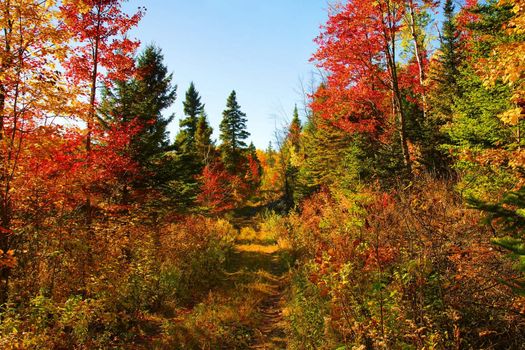 Beautiful sunny day during fall in Northern Canada forest with maple tree leaves in red and oranges, small path to follow.