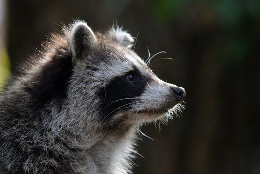 Close-up portrait of a wild raccoon on a sunny day
