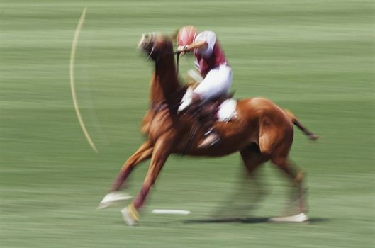 Polo Player