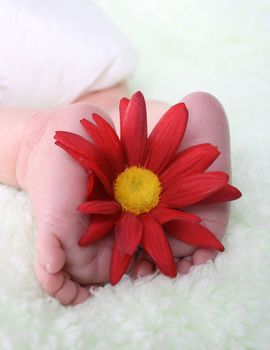 Feet of a newborn baby with a red flower