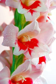 Pink gladiolus on the white background