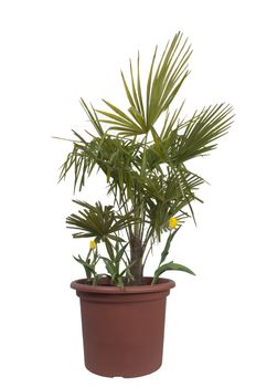 Palm Tree and two tulip flowers in a pot