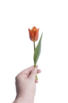 a Tulip for you