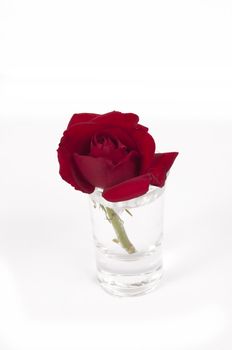 Red  flower in a small glass