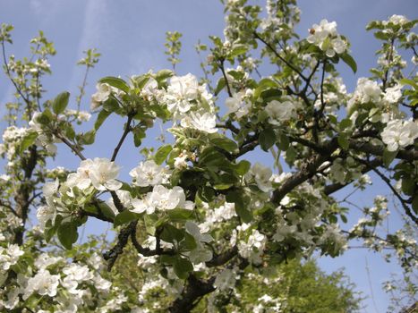 Blooming apple tree in spring - outdoor shot