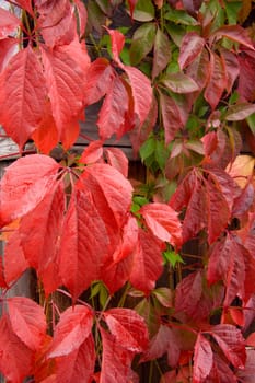 autumn red and green leaves of  Partenocissus