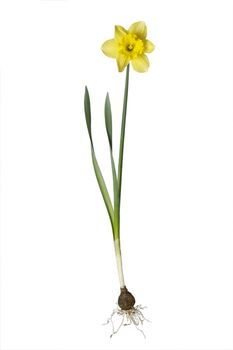 Yellow daffodil - isolated on white background