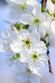 Tree branch with cherry flowers over blue sky background