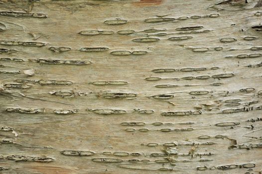 A tree bark background or textured copy space.