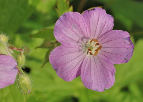 A close up of a common wood sorrel blossom in late spring.