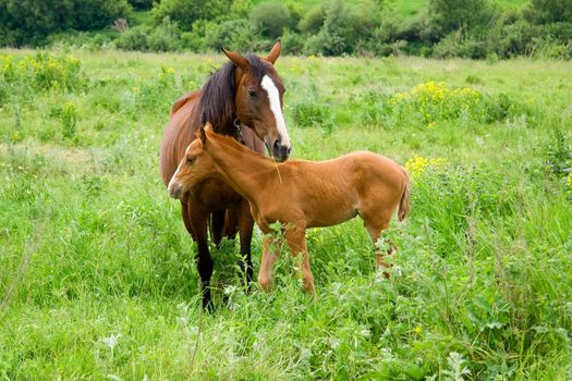 landscape with  horses: mare and her foal on green grass