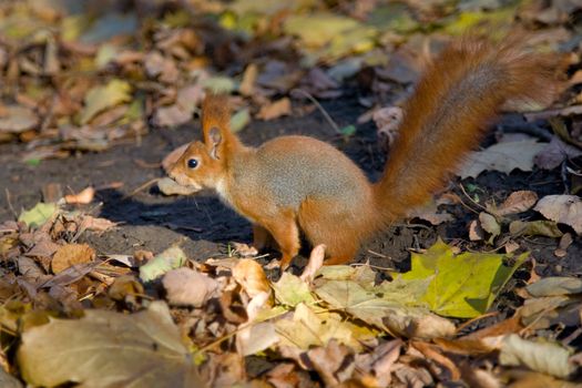 red squirrel jumping among  autumn leaves  in the park