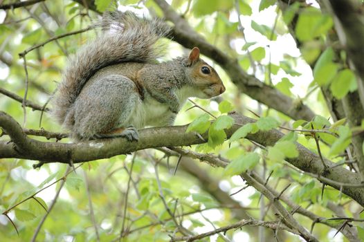 A gray squirrel perched in a tree.