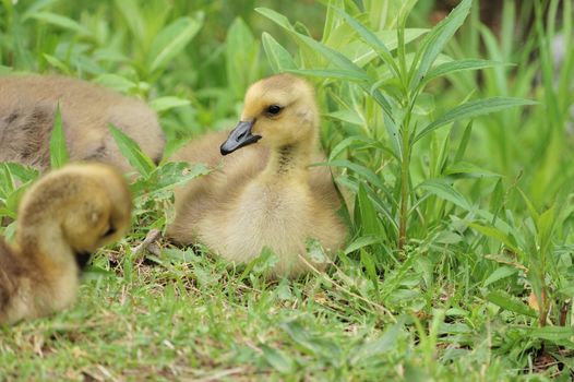 Three Canada goose goslings sitting in the grass.