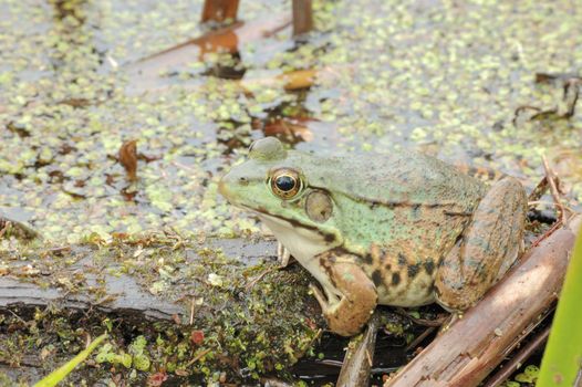 A bullfrog perched on a log in a swamp.