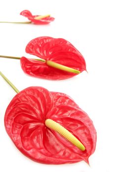 Anthurium exotic beautiful red and yellow flower still macro