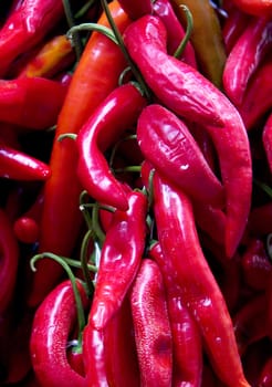 Fresh red chili on a string