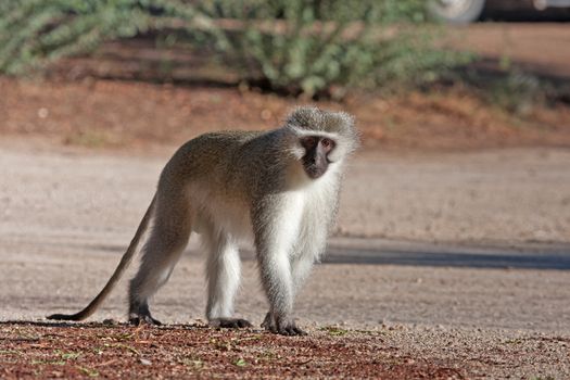 Vervet monkey walking on the road