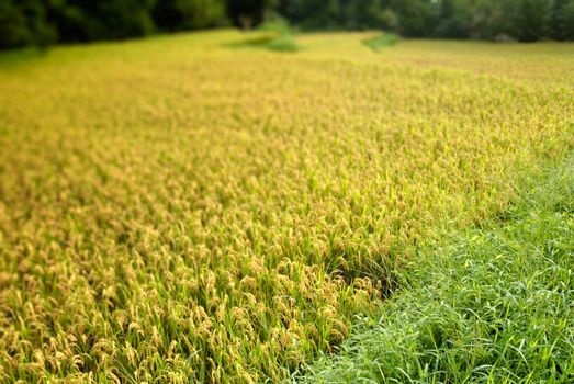 Here are ripe rice with beautiful yellow color.