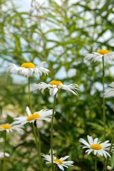 white daisy flowers blooming over blur green floral background