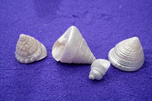 Sea shell over purple blue salt sand texture pearly winkles