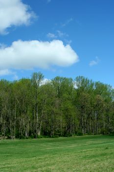 Spring trees with blue sky and grass